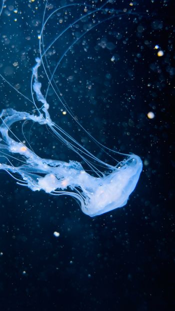 ocean, jellyfish Wallpaper 640x1136