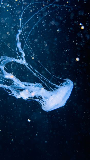 ocean, jellyfish Wallpaper 1080x1920