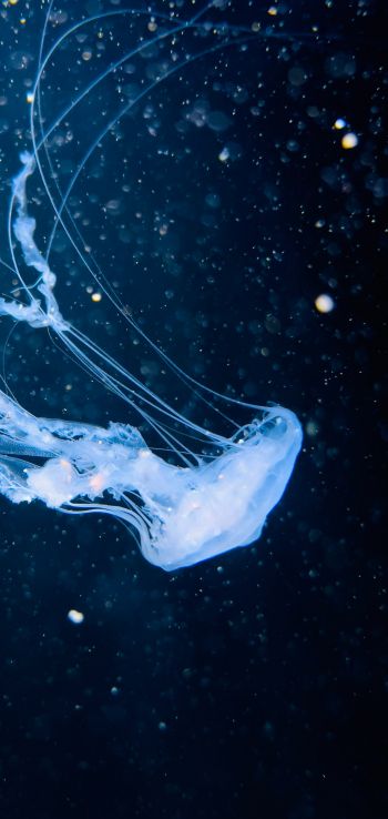 ocean, jellyfish Wallpaper 1080x2280