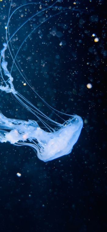 ocean, jellyfish Wallpaper 1080x2340
