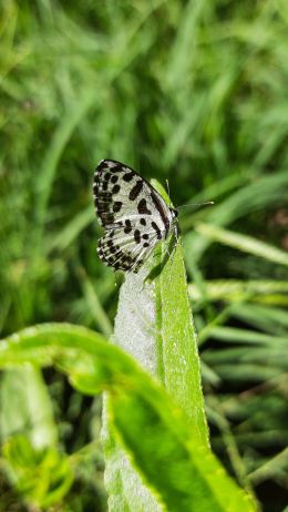 butterfly, insect Wallpaper 750x1334