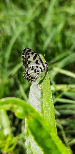 butterfly, insect Wallpaper 1080x2220