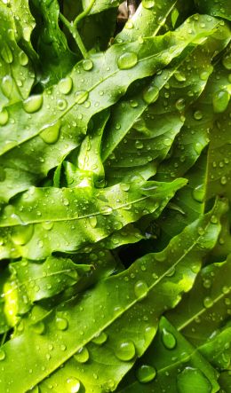 tea leaves, dew drops Wallpaper 600x1024