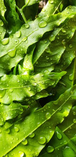 tea leaves, dew drops Wallpaper 1080x2220