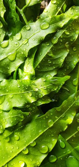 tea leaves, dew drops Wallpaper 1440x3040