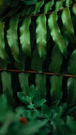 greens, fern Wallpaper 640x1136