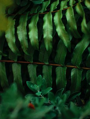 greens, fern Wallpaper 1536x2048