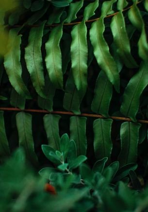 greens, fern Wallpaper 1668x2388