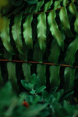 greens, fern Wallpaper 640x960