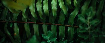 greens, fern Wallpaper 3440x1440