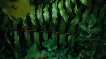 greens, fern Wallpaper 1366x768