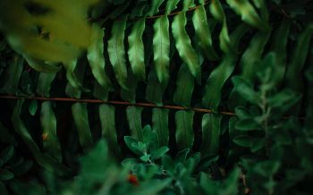 greens, fern Wallpaper 2560x1600