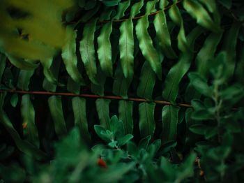 greens, fern Wallpaper 1024x768