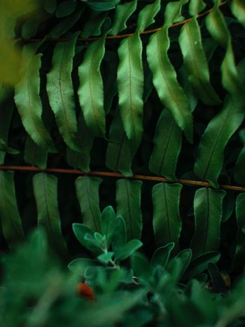 greens, fern Wallpaper 1620x2160