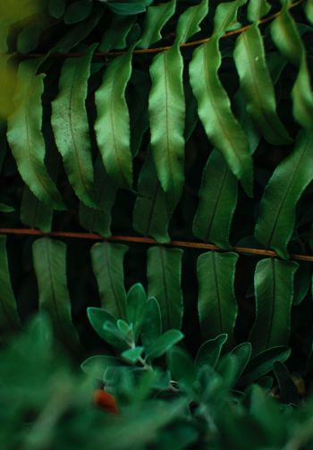greens, fern Wallpaper 1640x2360