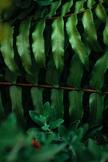 greens, fern Wallpaper 640x960