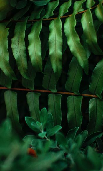 greens, fern Wallpaper 1200x2000