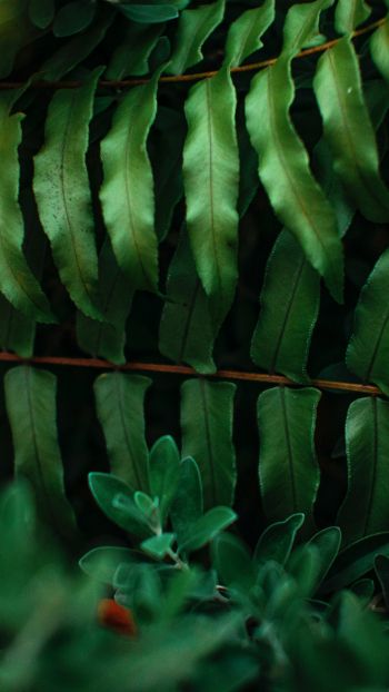 greens, fern Wallpaper 1440x2560