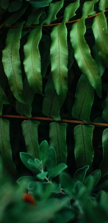 greens, fern Wallpaper 1080x2220