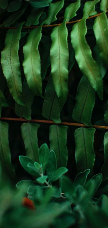 greens, fern Wallpaper 1080x2280