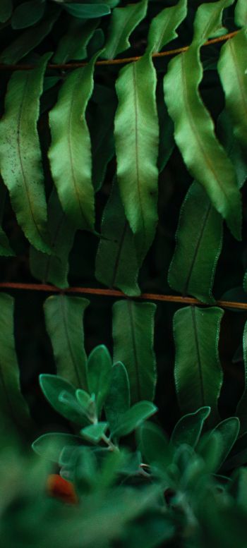 greens, fern Wallpaper 1440x3200