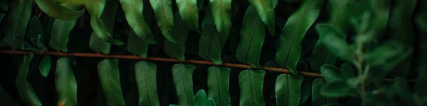 greens, fern Wallpaper 1590x400