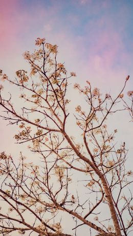 plant, branches, bush Wallpaper 640x1136