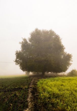 big tree, pole Wallpaper 1640x2360