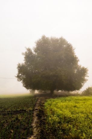 big tree, pole Wallpaper 640x960