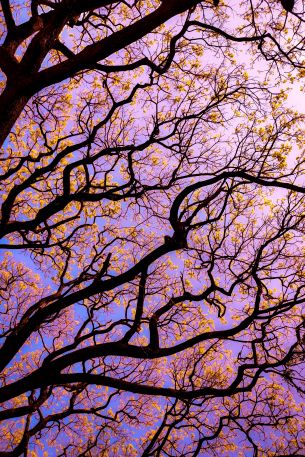 tree, bottom view Wallpaper 640x960