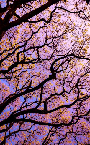 tree, bottom view Wallpaper 1200x1920