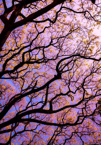 tree, bottom view Wallpaper 1668x2388