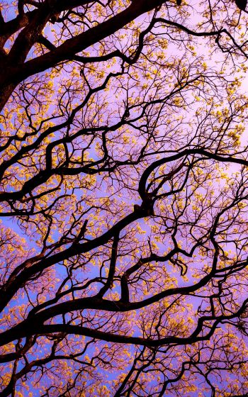 tree, bottom view Wallpaper 1600x2560