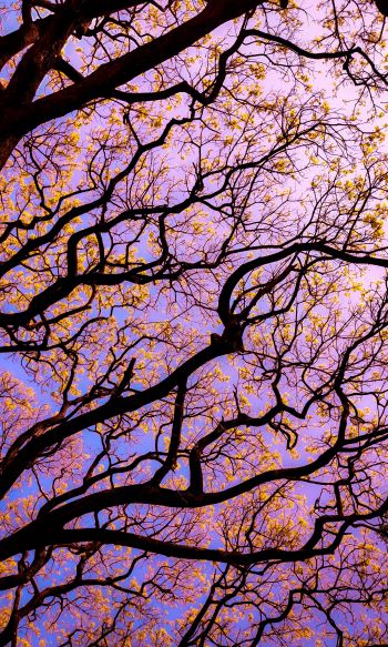 tree, bottom view Wallpaper 1200x2000