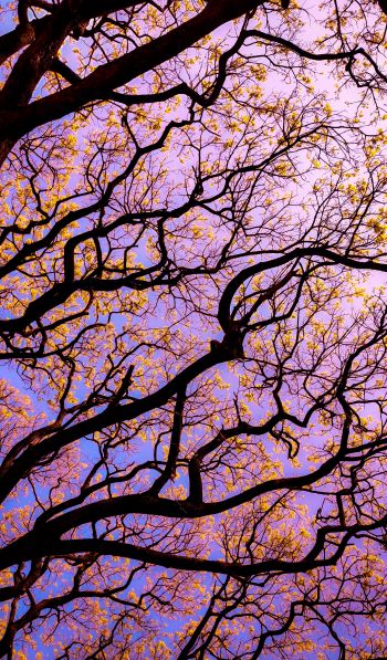 tree, bottom view Wallpaper 600x1024