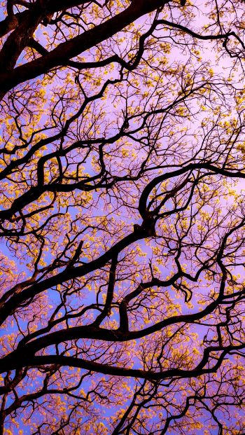 tree, bottom view Wallpaper 640x1136