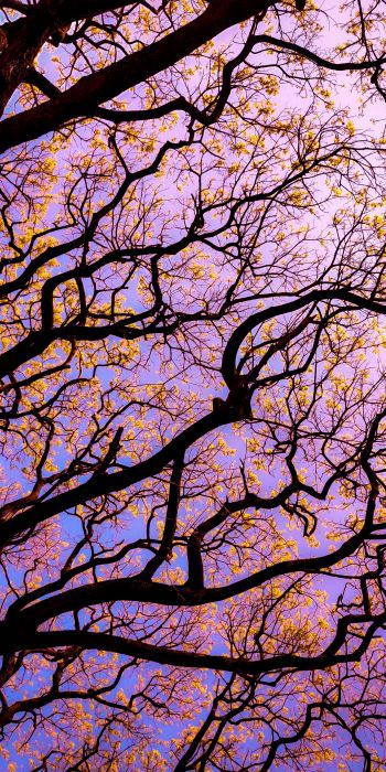 tree, bottom view Wallpaper 720x1440