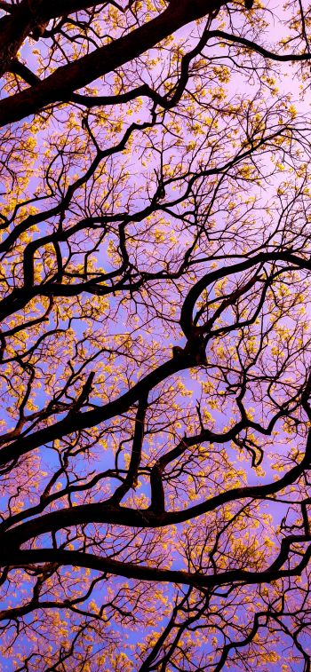 tree, bottom view Wallpaper 1125x2436