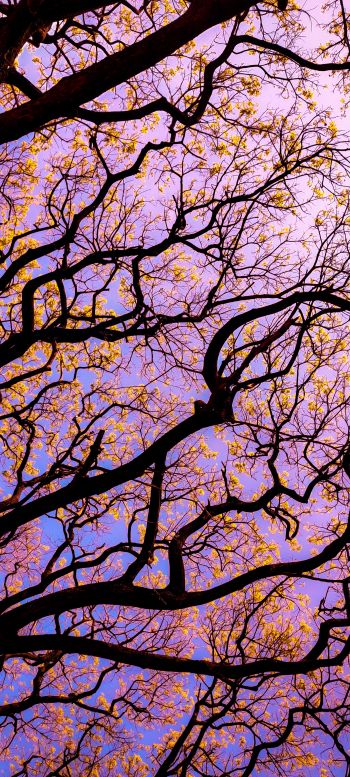 tree, bottom view Wallpaper 1080x2400