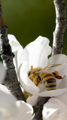 bee, flower Wallpaper 1440x2560