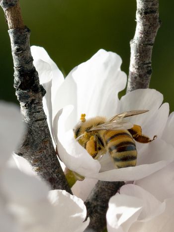 bee, flower Wallpaper 1620x2160