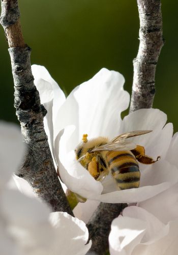 bee, flower Wallpaper 1668x2388