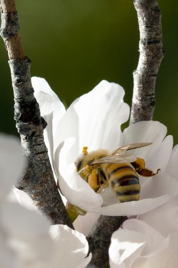 bee, flower Wallpaper 640x960