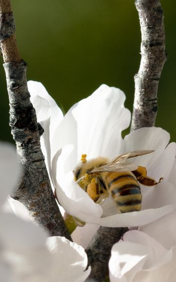 bee, flower Wallpaper 1752x2800