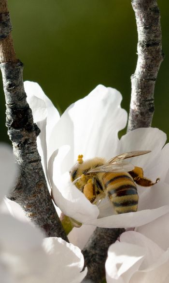 bee, flower Wallpaper 1200x2000