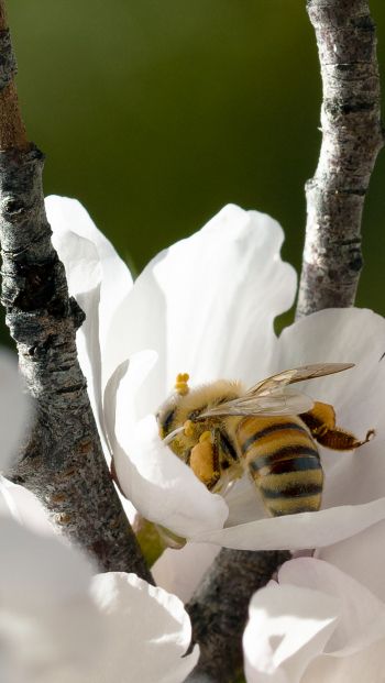 bee, flower Wallpaper 640x1136