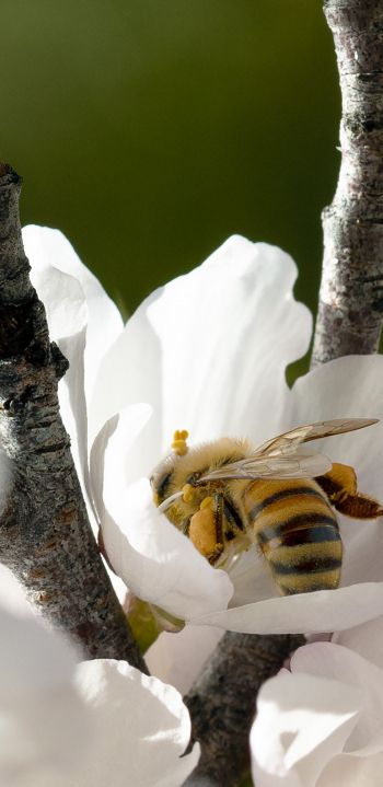 bee, flower Wallpaper 1440x2960