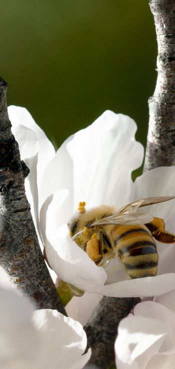 bee, flower Wallpaper 720x1520