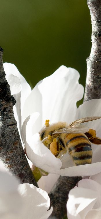 bee, flower Wallpaper 828x1792
