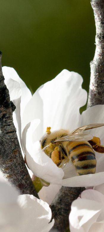 bee, flower Wallpaper 1080x2400